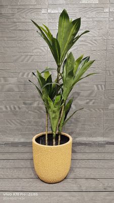 kupować Żółty melon miodowy Wzory skórki Okrągły donica z włókna glinianego Projekt ogrodniczy online manufacture